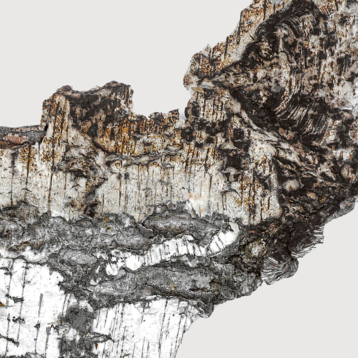 Falcon leather extrait de parfum-MATIERE PREMIERE-Verso