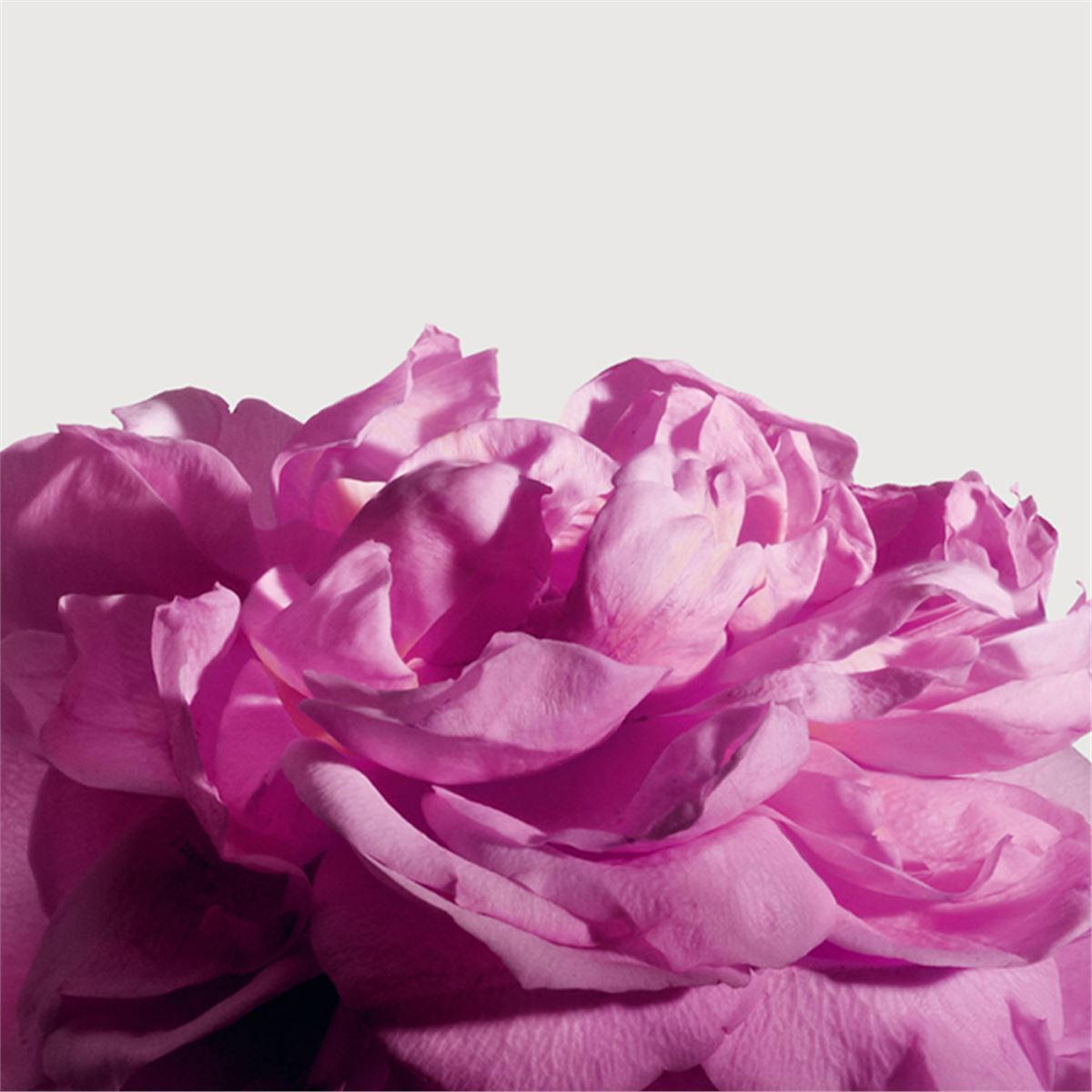 Radical rose extrait de parfum-MATIERE PREMIERE-Verso